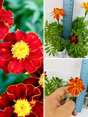 French Marigold Double Brocade Red – 4 Healthy Well-Rooted Plants | UK
