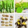Bangla Lau Seeds UK