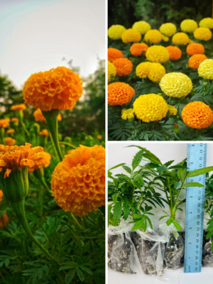African Marigold Inca Marvel F1 Hybrid Mix
