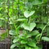 ⁠puishak green/ Malabar spinach