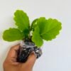 Cuban Oregano Plant UK – Mexican Mint | Indian Borage | Plectranthus amboinicus | Ajwain Plant for Sale UK