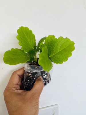 Cuban Oregano Plant UK – Mexican Mint | Indian Borage | Plectranthus amboinicus | Ajwain Plant for Sale UK