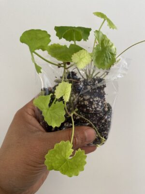 Gotu Kola Plant (Centella Asiatica / Thankuni Pata / Vallarai) – Healthy Live Herb in UK