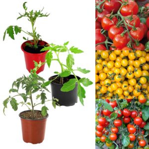 Buy Tomato Plants UK