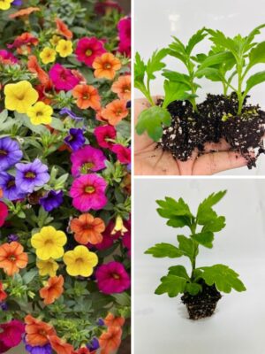 Buy Petunia Mix Colour Plants UK | Vibrant Summer Blooms – Plants Paradise