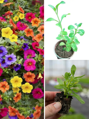 Buy Petunia Mix Colour Plants UK | Vibrant Summer Blooms – Plants Paradise