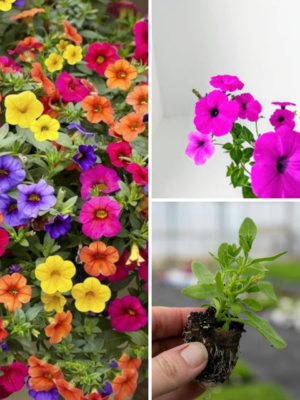 Buy Petunia Mix Colour Plants UK | Vibrant Summer Blooms – Plants Paradise