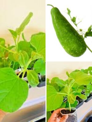Buy Bangladeshi Kadu (Bottle Gourd) Plants UK | Healthy Lau Plants – Plants Paradise