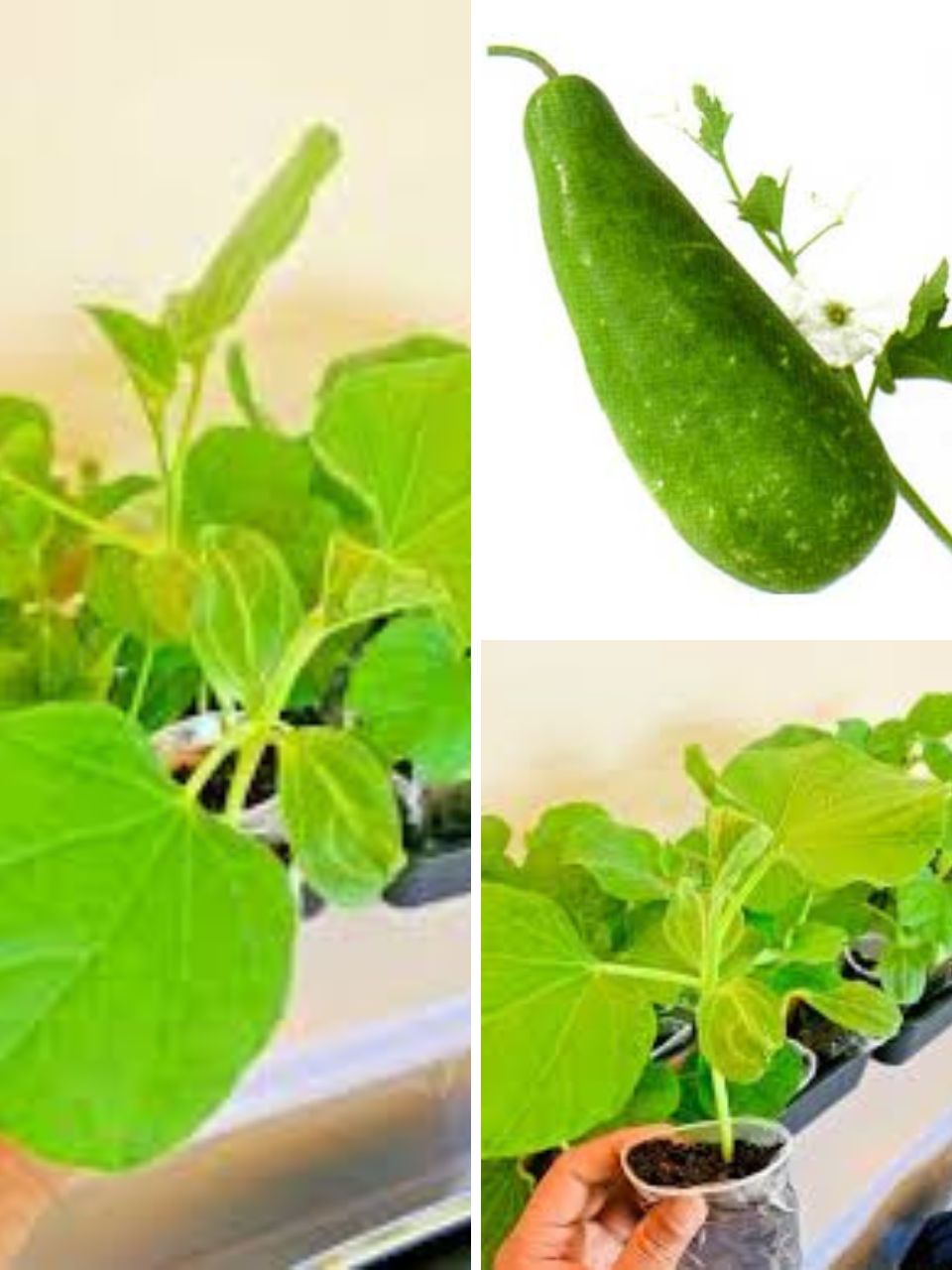 Buy Bangladeshi Kadu (Bottle Gourd) Plants UK | Healthy Lau Plants – Plants Paradise