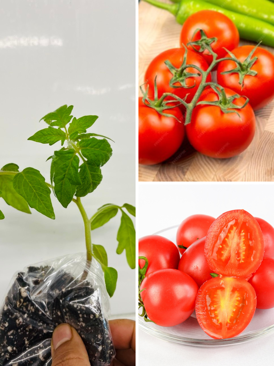 Buy 4 Tomato Plants UK | Premium & Asian Varieties | Plants Paradise