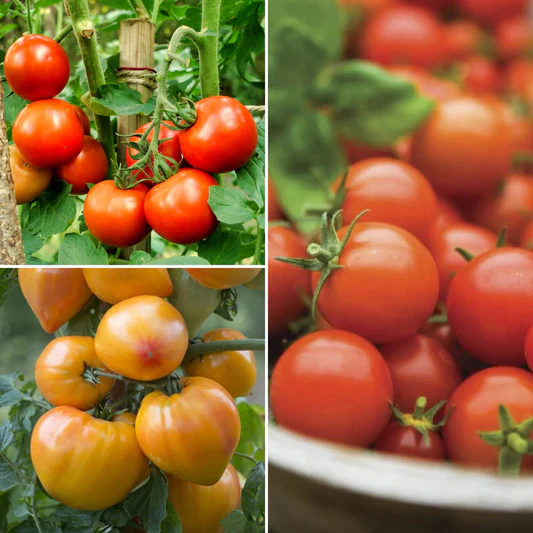 Buy Tomato Plants UK