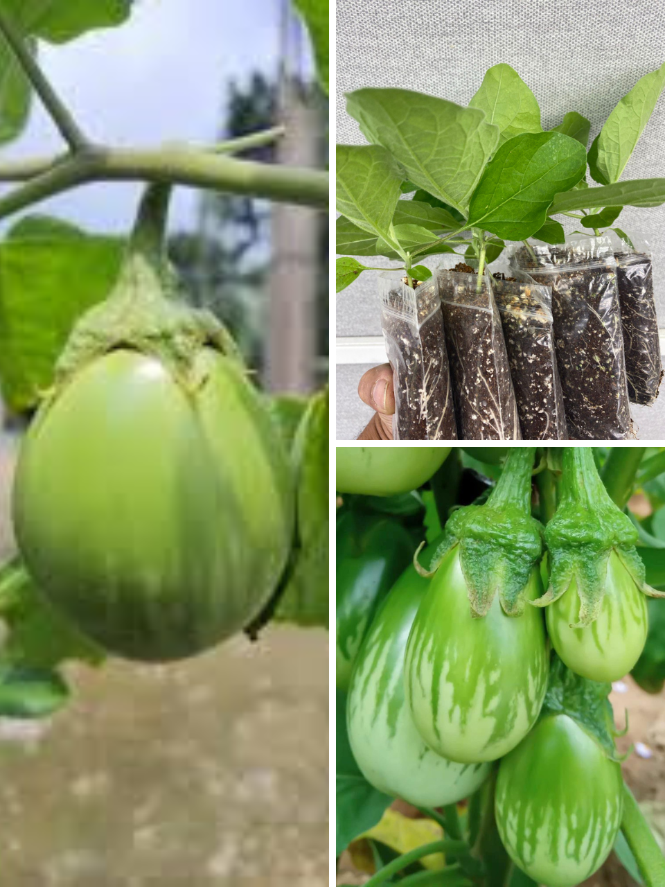 Buy Aubergine Green UK Plants