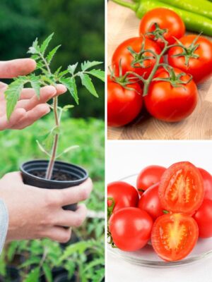 Tomato Plants UK