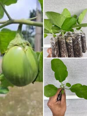 Buy 1 Aubergine Green UK Plants | Premium Healthy Plants – Plants Paradise