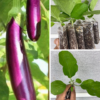 Buy 1 Aubergine Purple Long Plants UK | Premium Healthy  Plants – Plants Paradise