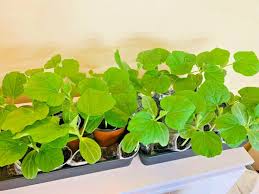 Buy Bangladeshi Kadu (Bottle Gourd) Plants UK | Healthy Lau Plants – Plants Paradise