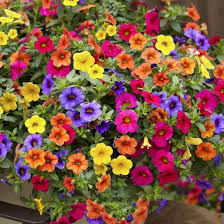 Petunia - mix colour