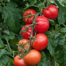 Buy Tomato Plants UK