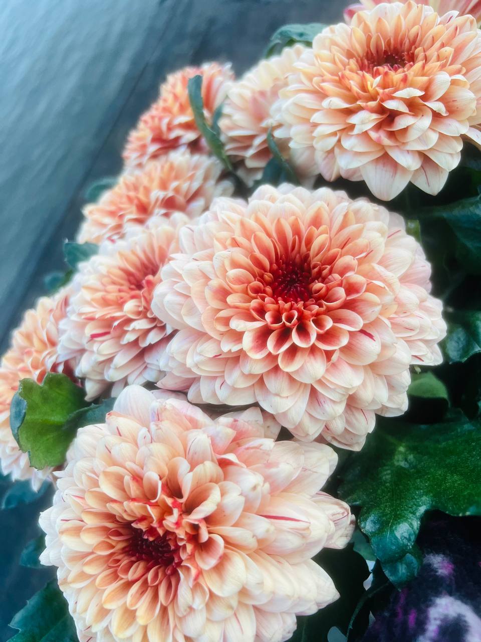 Buy 4 Chrysanthemum Plants UK | Deshi Candramallika Plants for Sale in the UK – Plants Paradise - Image 4