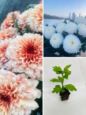 Chrysanthemum Plants?