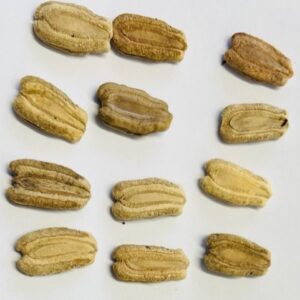 Bangla Hybrid Lau Seeds UK