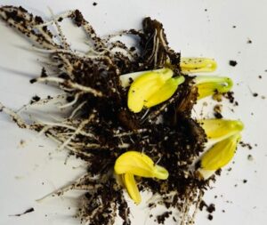 Bangla Hybrid Lau Seeds UK