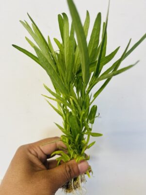 Kolmi Shak (কলমি শাক / 空心菜 / ผักบุ้ง / Rau Muống / Kangkung / Kangkong) –Seedlings Fresh Water Spinach in UK | Buy Online London
