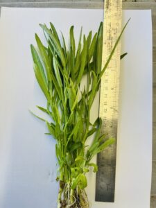 Buy Water Spinach Plants UK