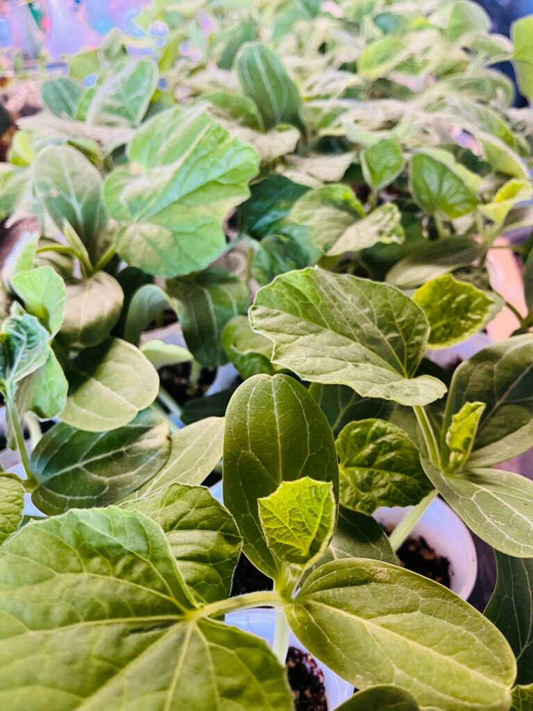 Kodu Lau Plant UK