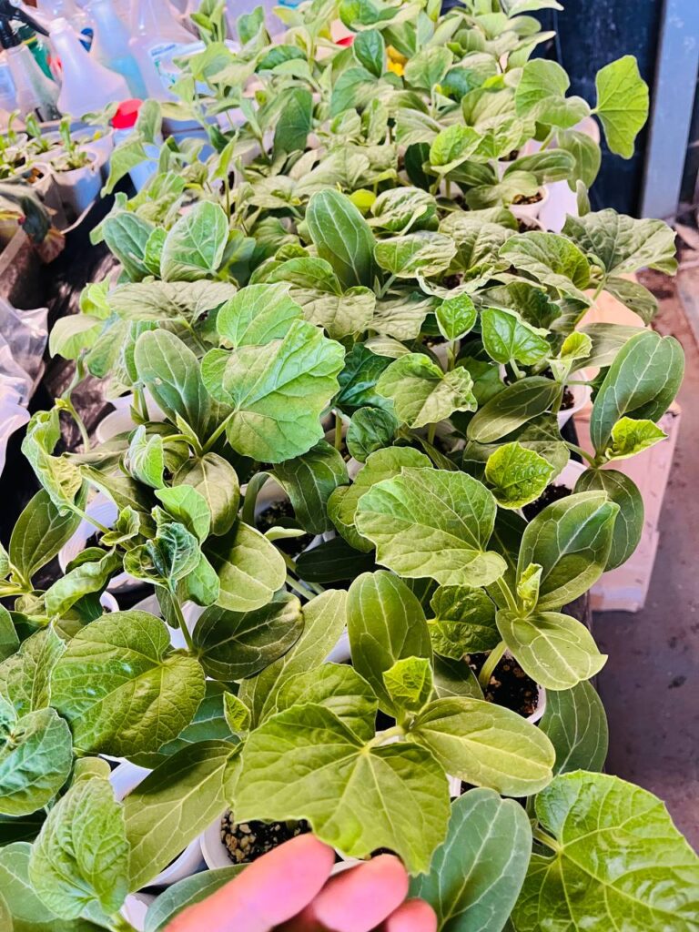 Kodu Lau Plant UK