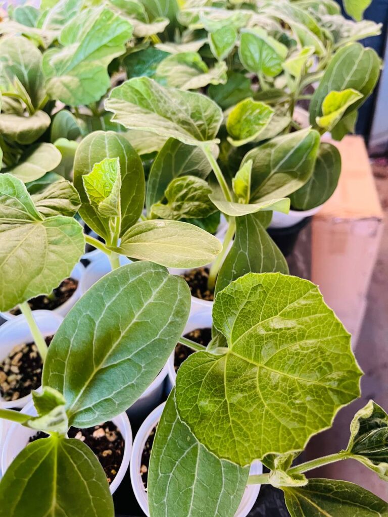 Kodu Lau Plant UK