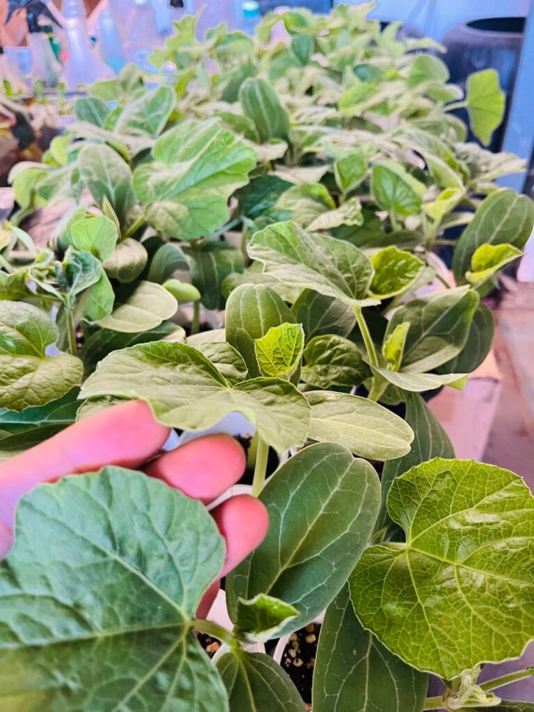 Kodu Lau Plant UK