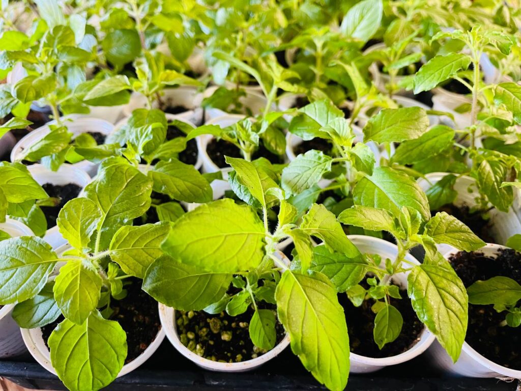 Tulsi plants