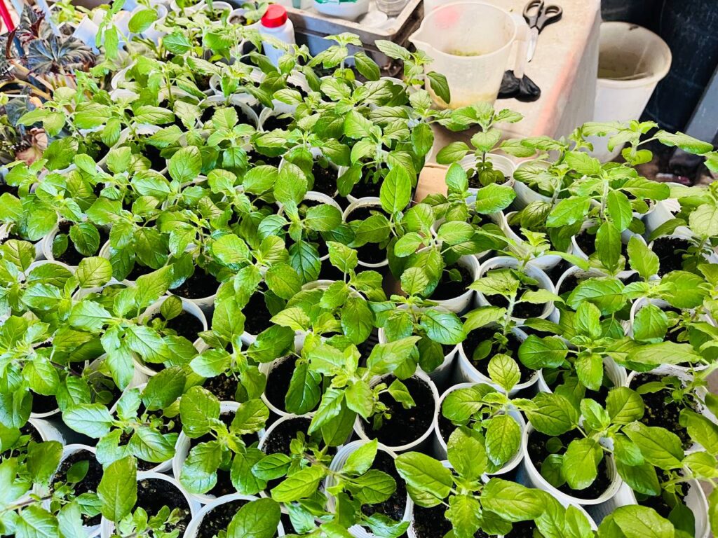 Tulsi plants