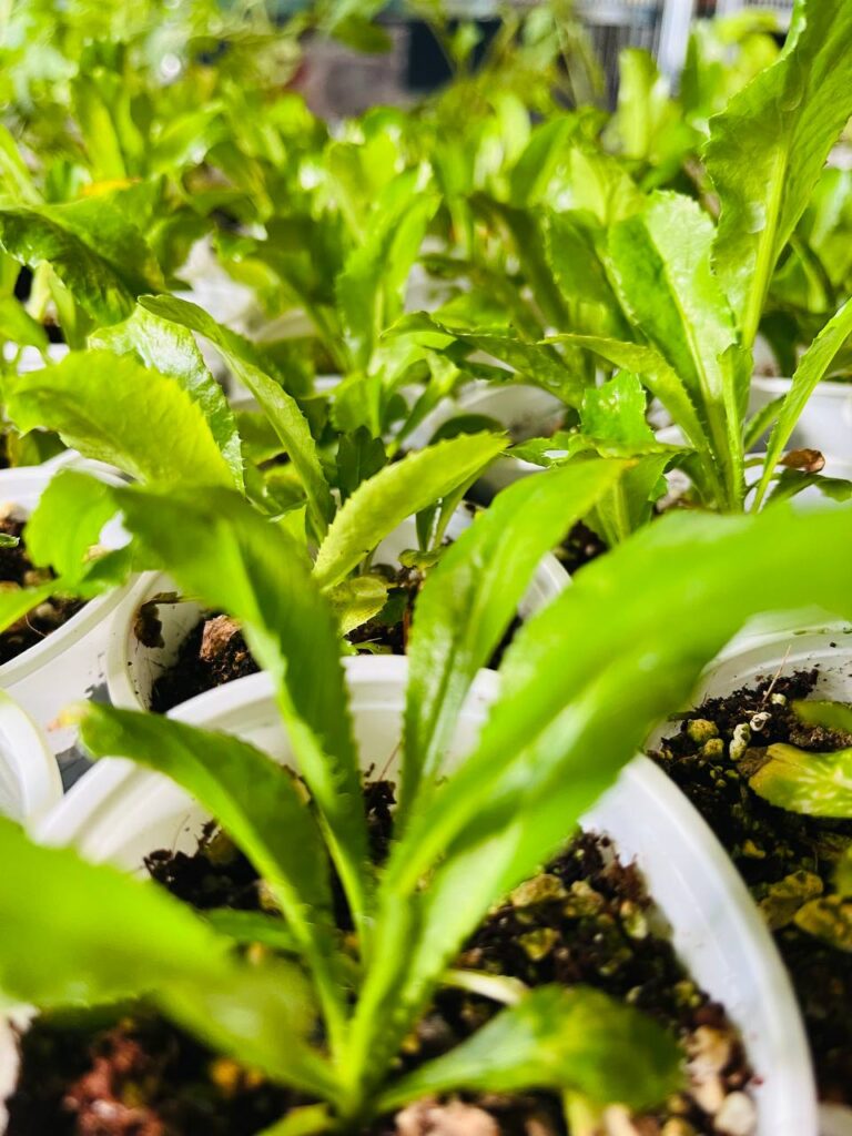 Where to Buy Culantro Plants in the UK