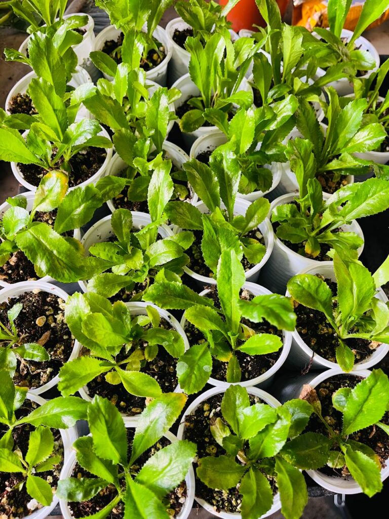 Where to Buy Culantro Plants in the UK