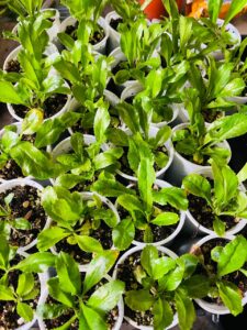 Where to Buy Culantro Plants in the UK