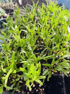 Fresh Water Spinach starter plants Kangkong seedlings UK delivery