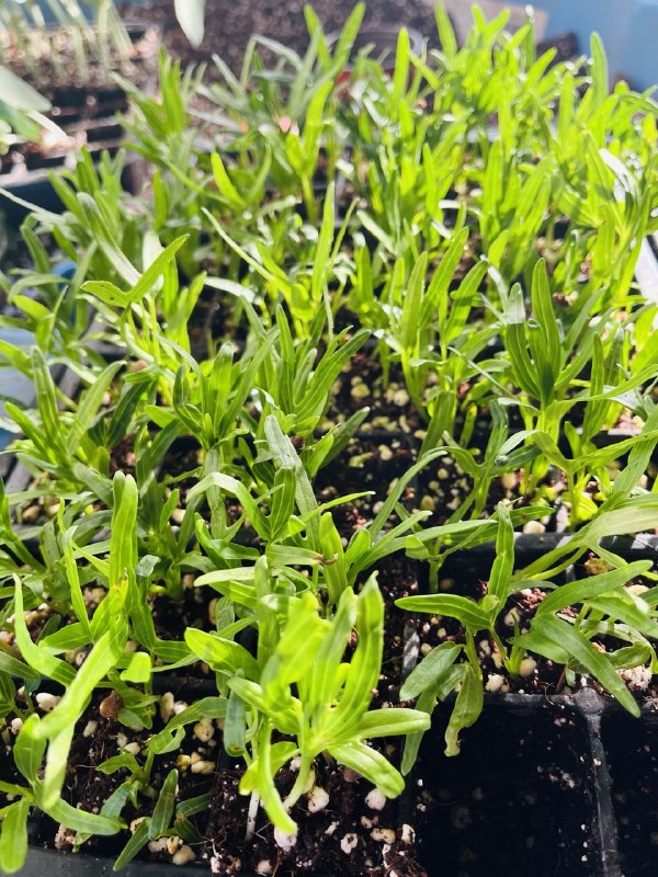 Fresh Water Spinach starter plants Kangkong seedlings UK delivery