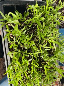 Kangkong seedlings UK delivery