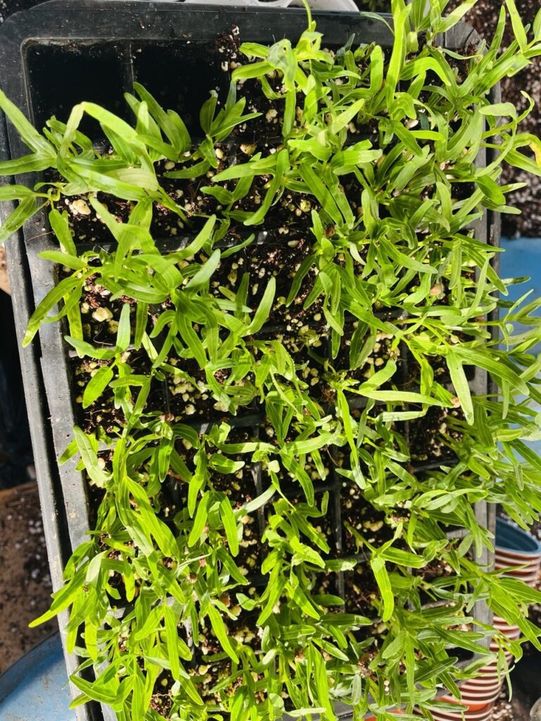 Kangkong seedlings UK delivery