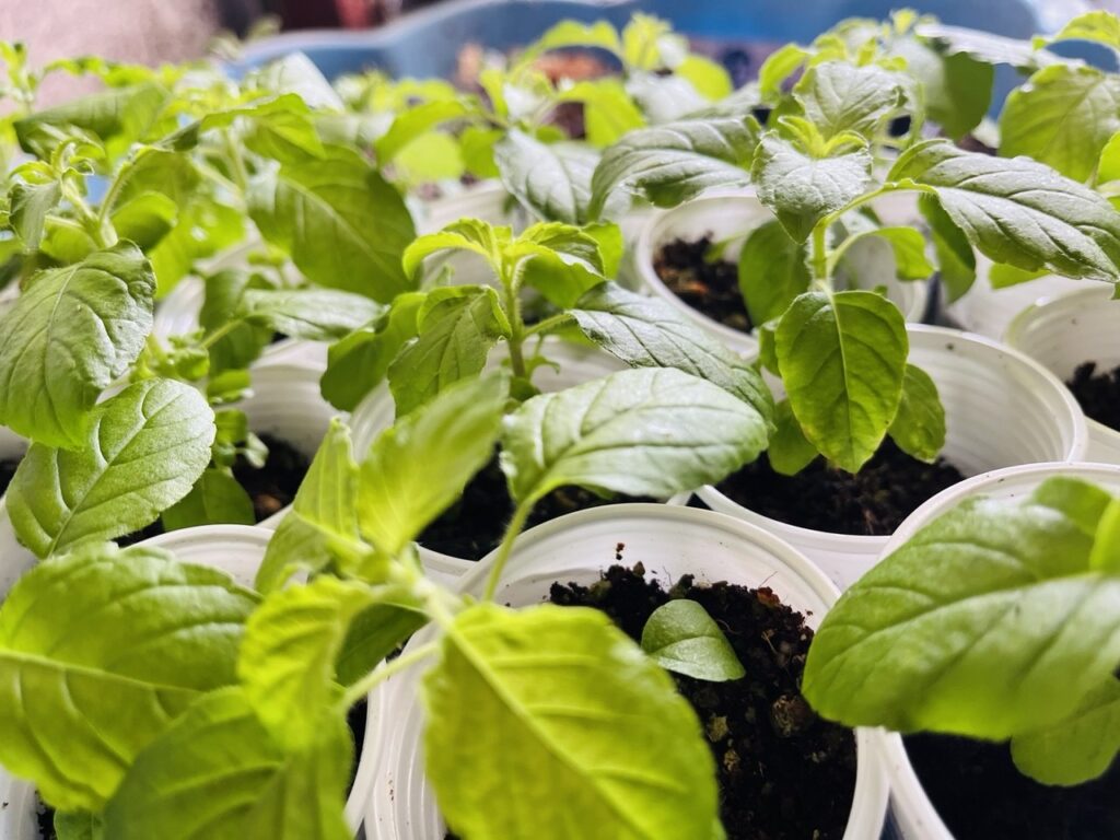Tulsi plants