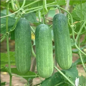 Asian Cucumber Plant Thai Variety UK