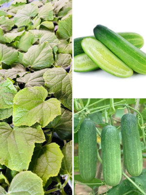 Asian Cucumber Plant Thai Variety UK