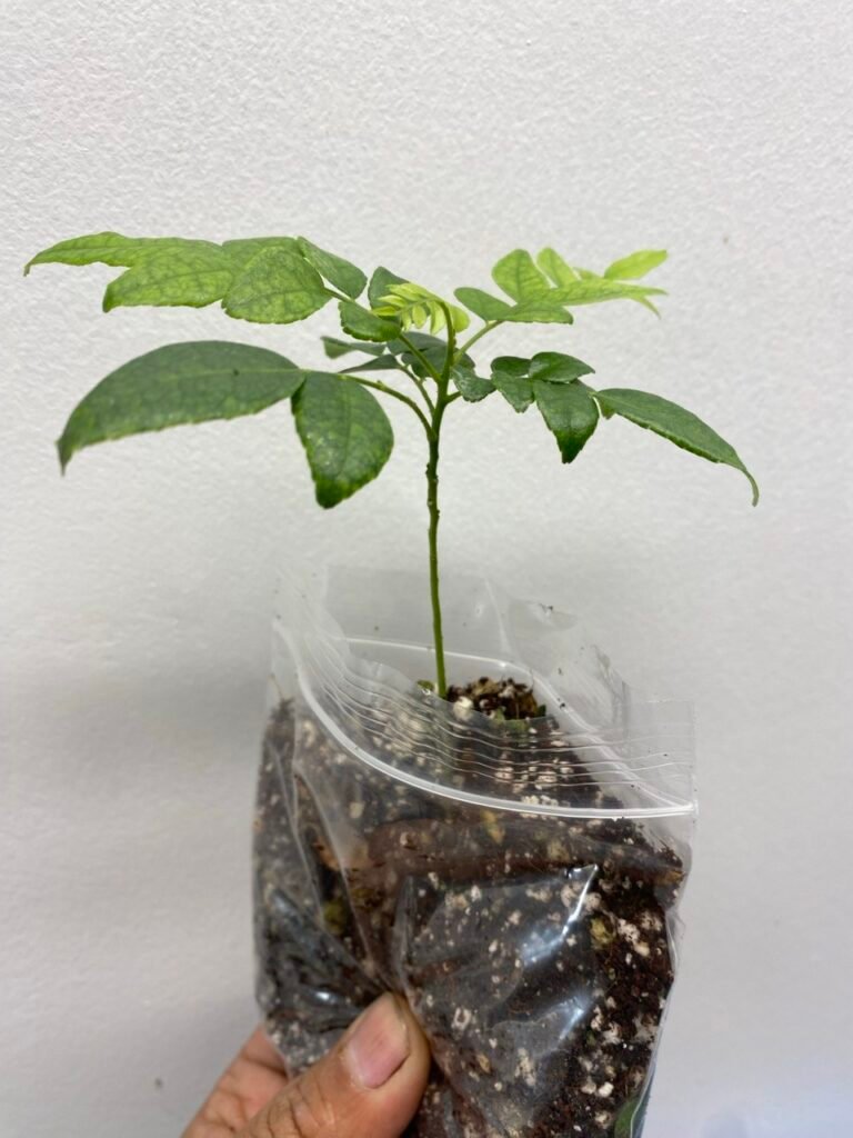 Curry Plants uk