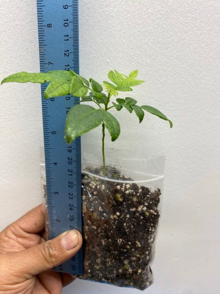 Curry Leaf
