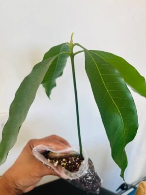 Mango Plant UK – Mango Tree for Sale